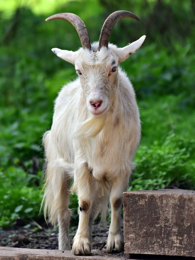 Best Goat Names For Naming A Goat