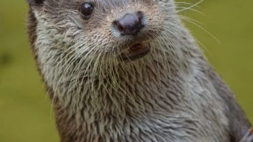 best otter names - web stories