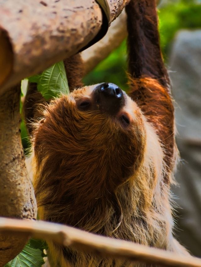 Best Sloth Names For Naming A Pet Sloth