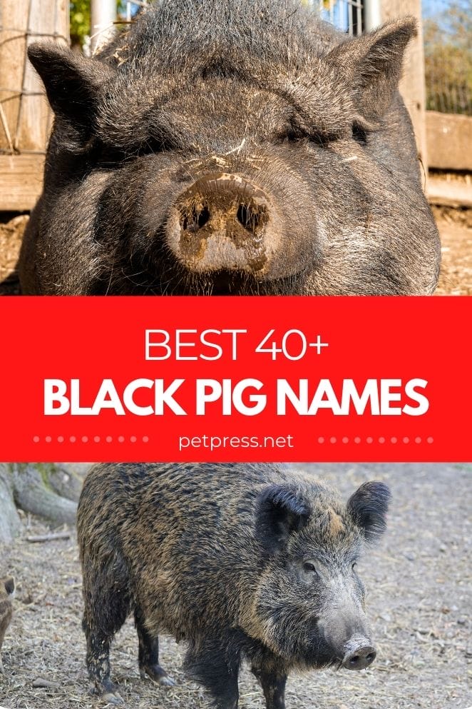 black pig names for naming a black pig