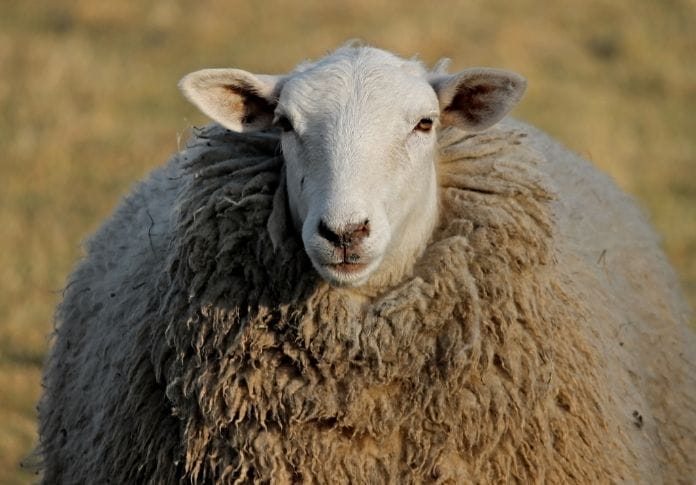 60+ Boy Sheep Names - Best Male Names For A Sheep!