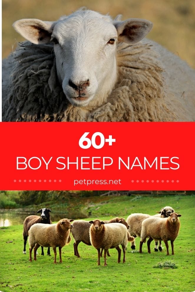 60+ Boy Sheep Names - Best Male Names For A Sheep!