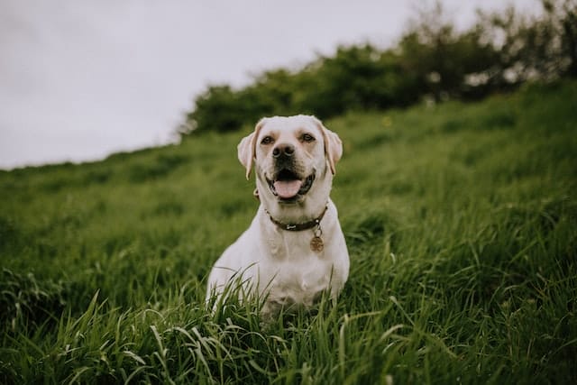 brave dog names