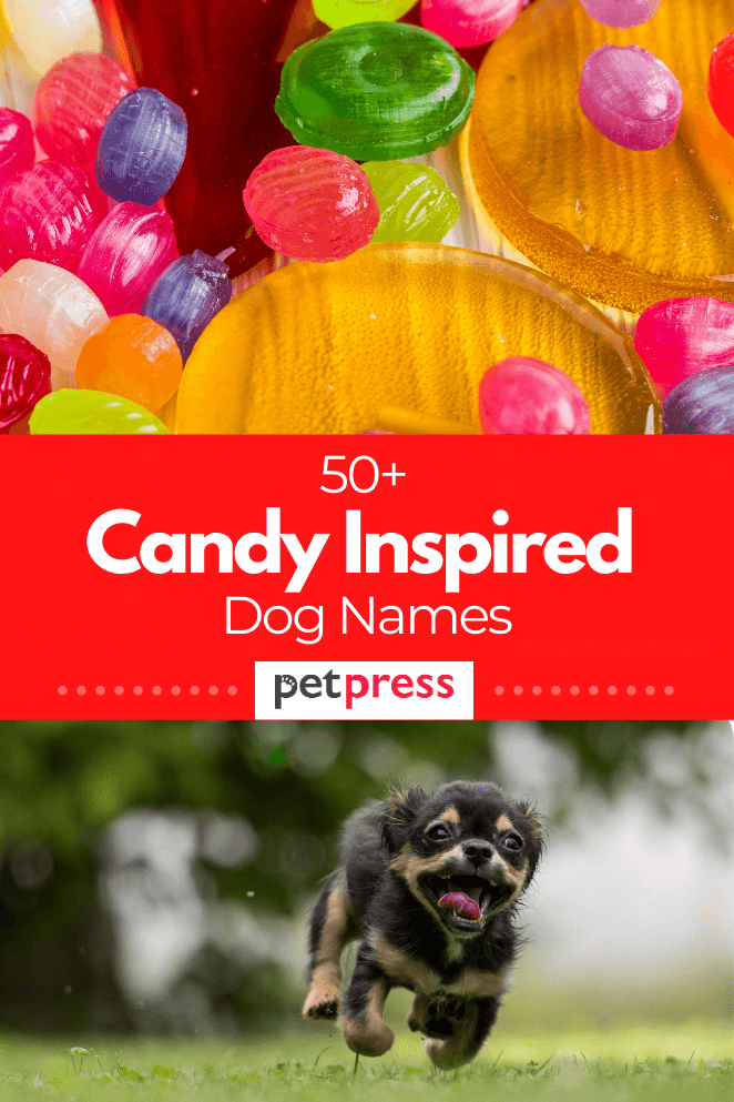 50-candy-inspired-dog-names-sweet-male-female-dog-name-ideas