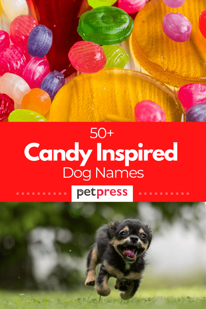 candy inspired dog names
