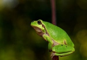 120+ Cute Frog Names | Cute Name Ideas To Give A Pet Frog