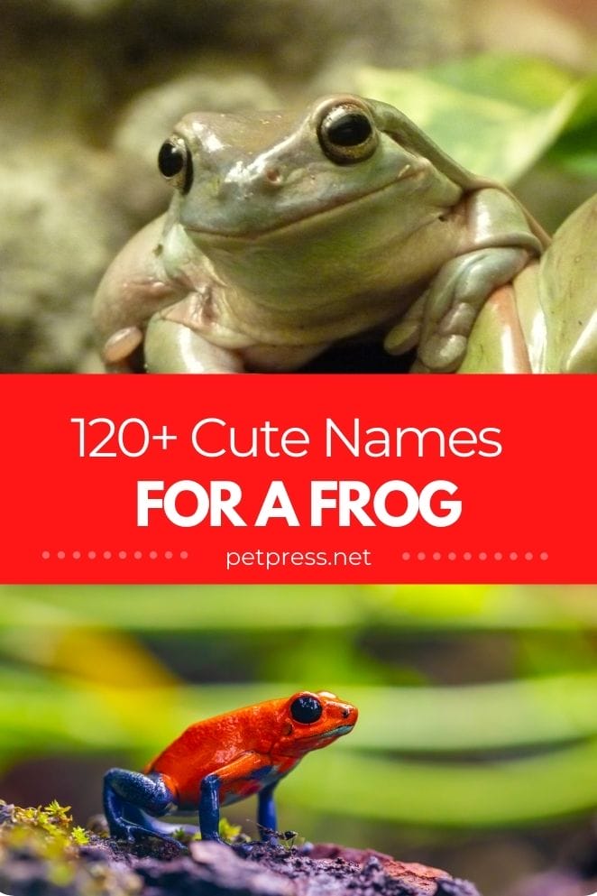 120+ Cute Frog Names | Cute Name Ideas To Give A Pet Frog