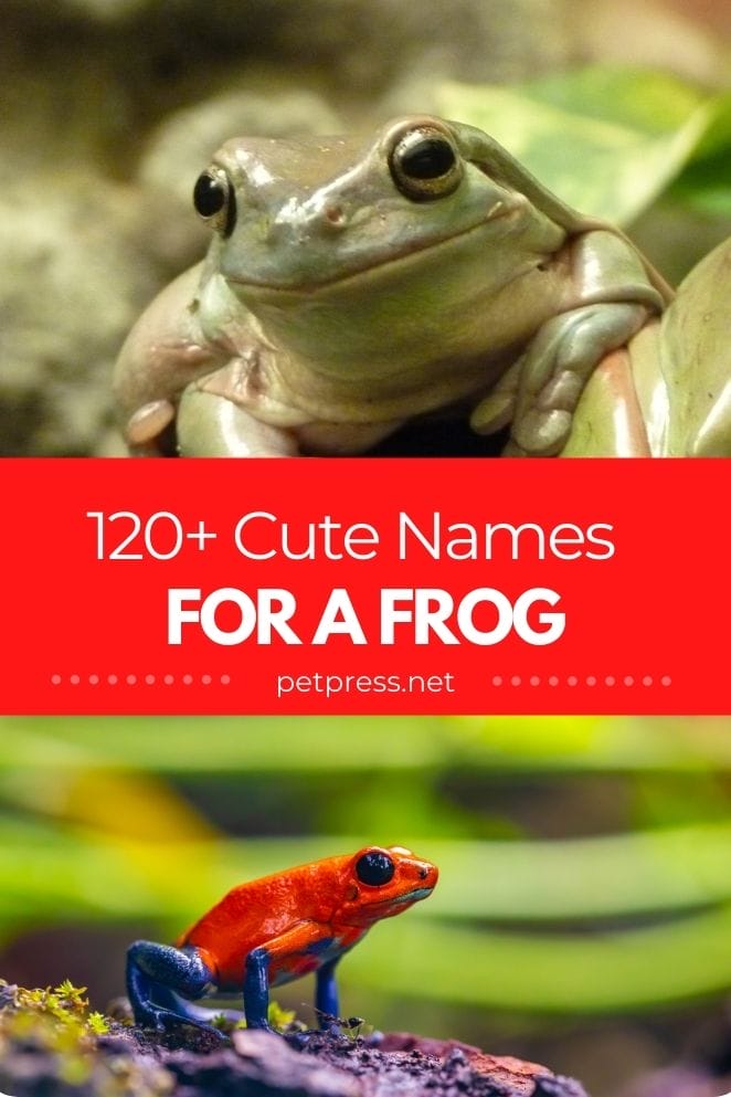 cute frog names for naming a pet frog