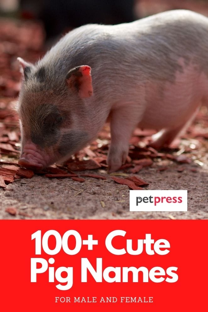 cute pig names for a piglet