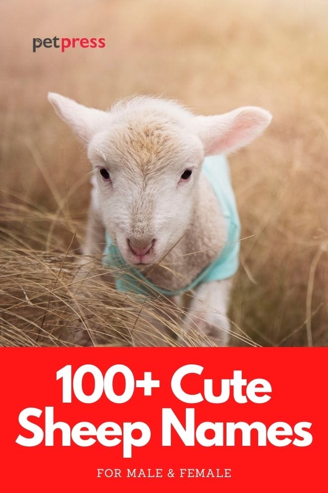 cute sheep names for naming a sheep