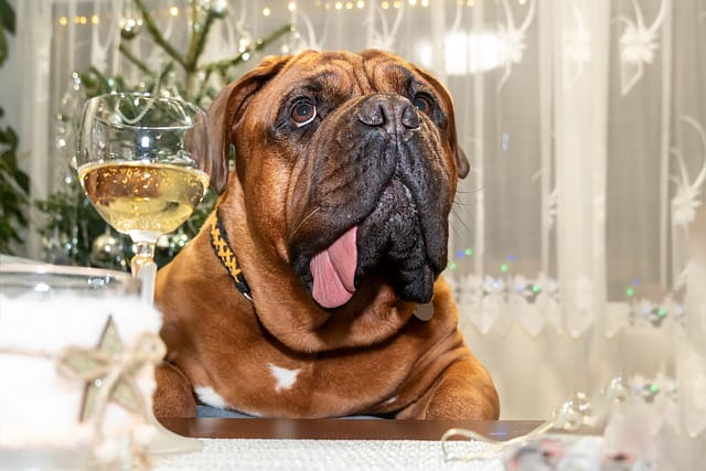 dog-cocktail