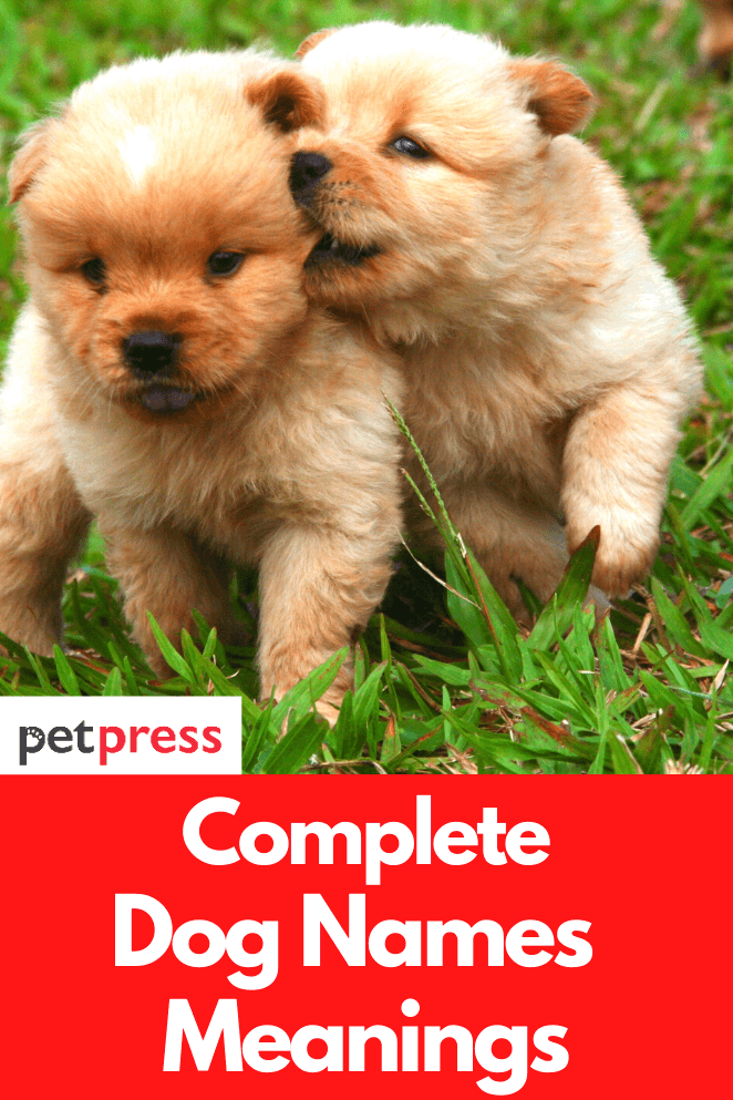 The Best Dog Names Meaning by Word Fire, Love, Loyal & More