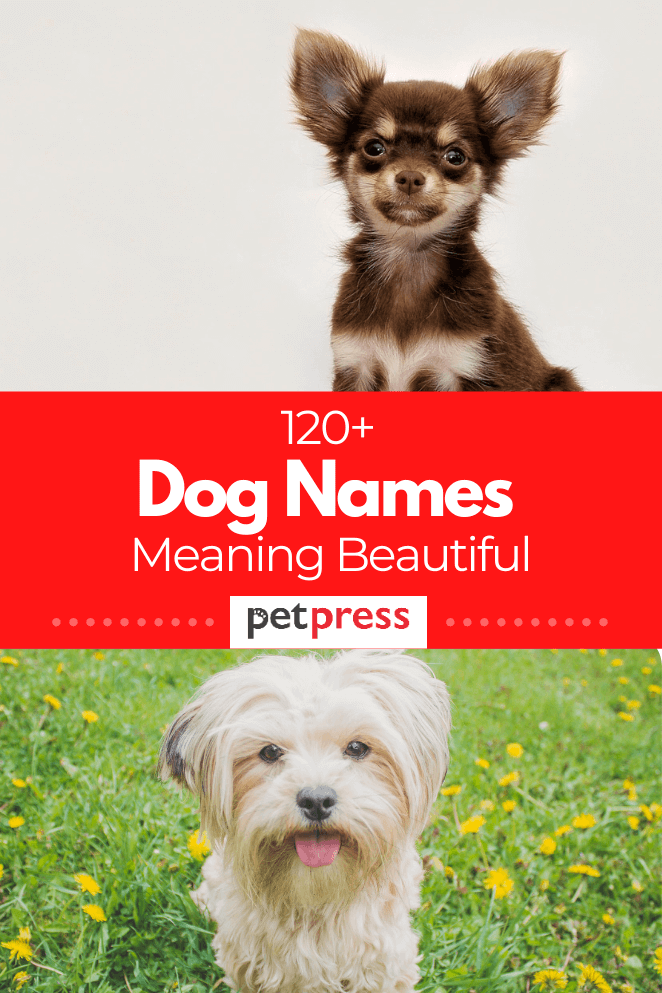 dog-names-meaning-beautiful