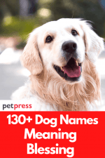 130+ Dog Names Meaning Blessing For Your Cute Dogs