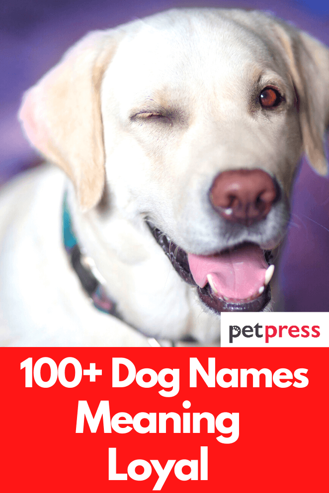 dog-names-meaning-loyal