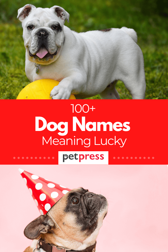 100+ Dog Names Meaning Lucky For Your Male & Female Dogs