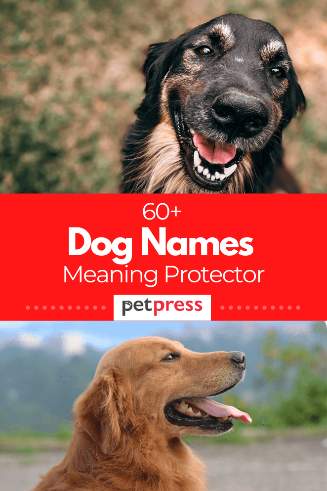 dog-names-meaning-protector (1)