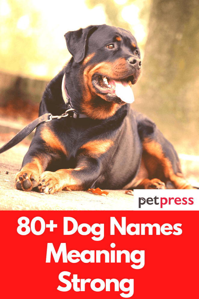 dog-names-meaning-strong