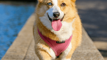 dog-webstories