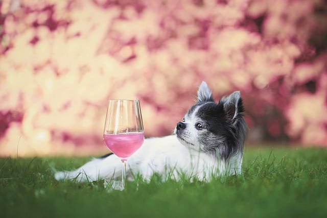 dog-wine