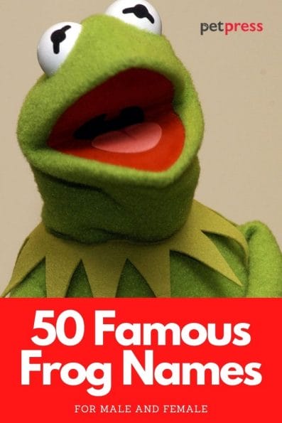 Famous Frog Names - 50 Famous Names For Naming A Frog | PetPress
