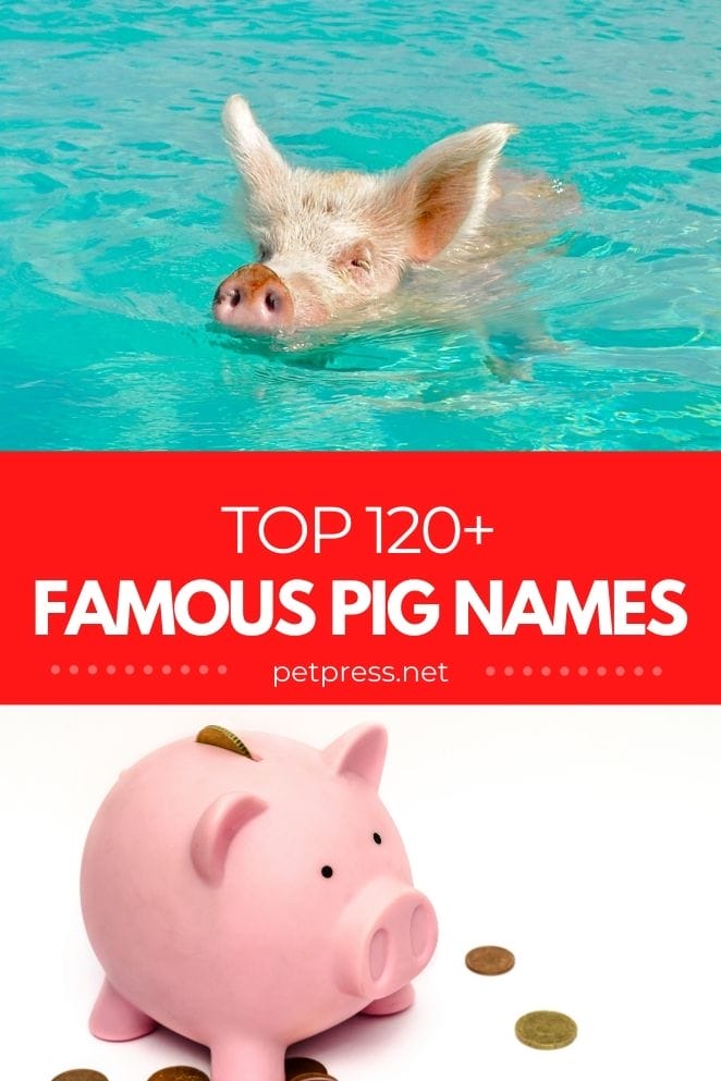 famous pig names for naming a pet pig