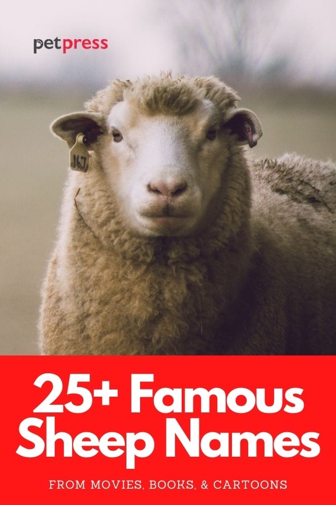 25+ Famous Sheep Names Famous Names From Movies & Books!