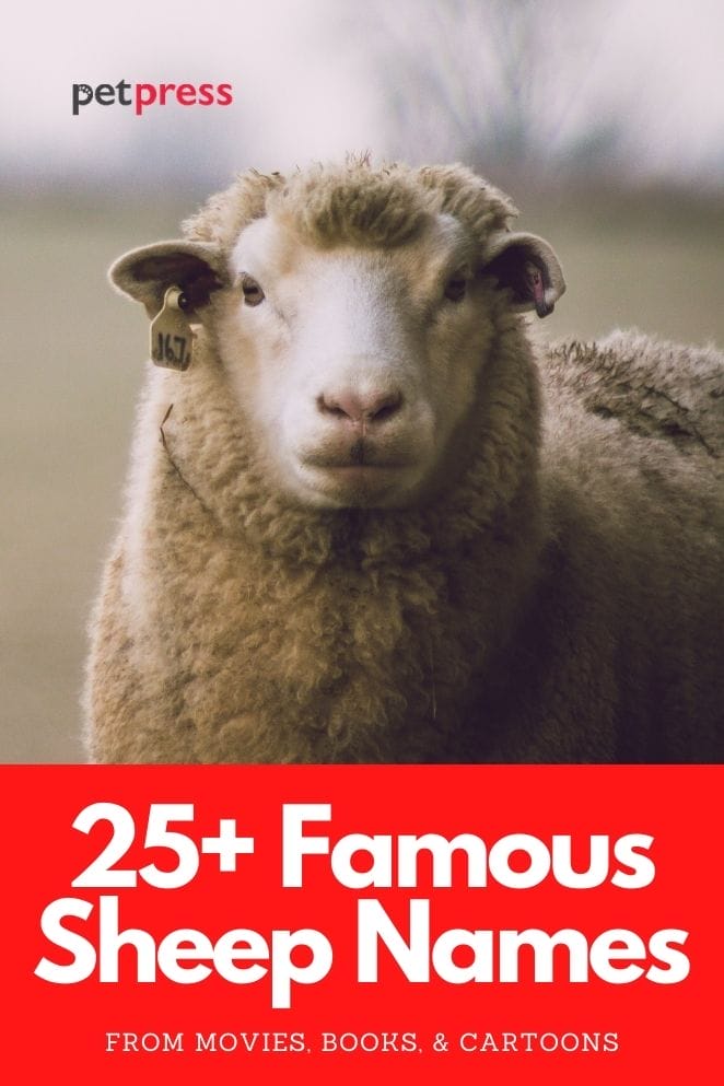 famous sheep from movies, books, and tv shows