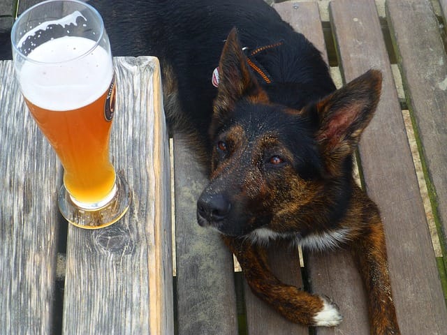 female-dog-beer