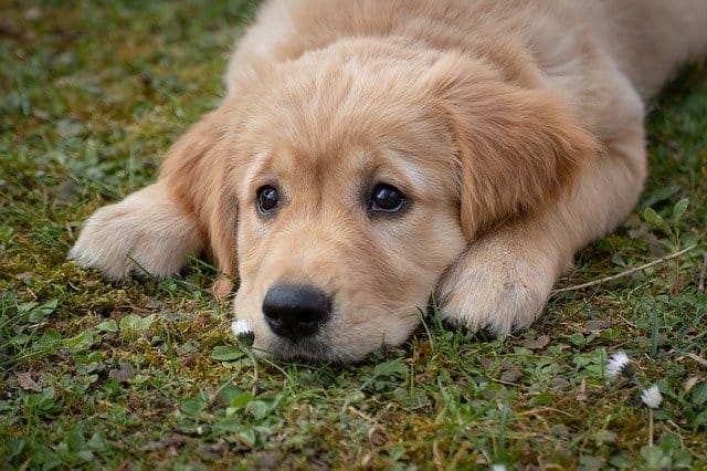 female-dog-blessing