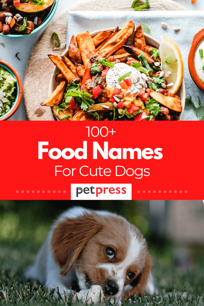 food-names-for-cute-dog