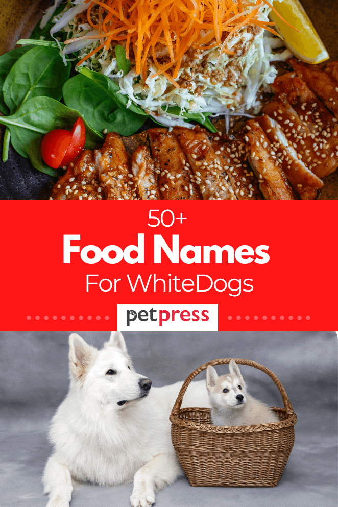 50+ Food Names For White & Albino Cute Dogs
