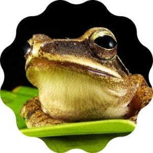frog name generator