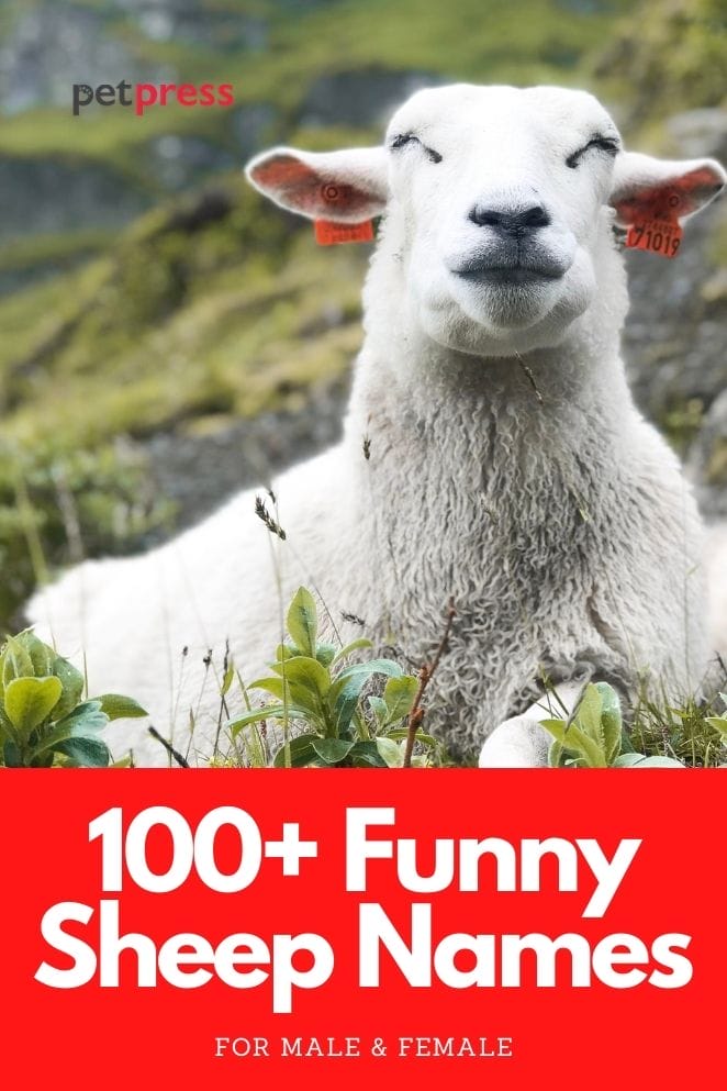 funny sheep names for naming a sheep