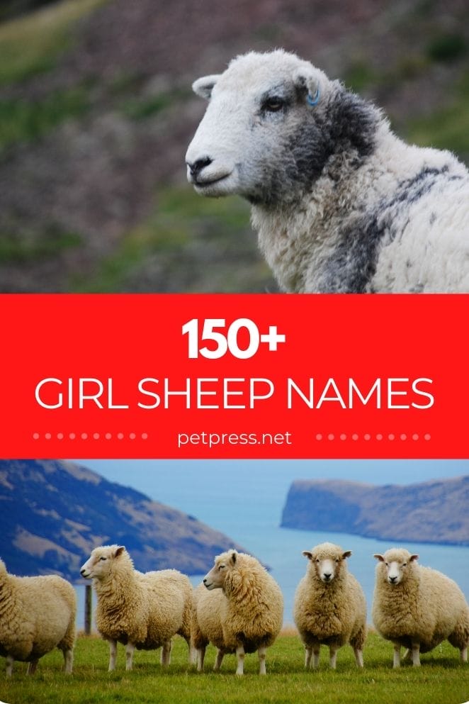 girl sheep names for naming a female sheep