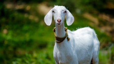 goat names in Tamil with meanings