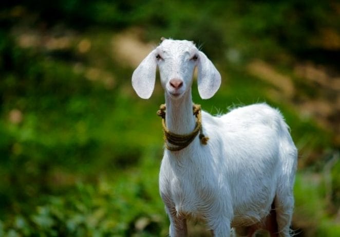 goat names in Tamil with meanings