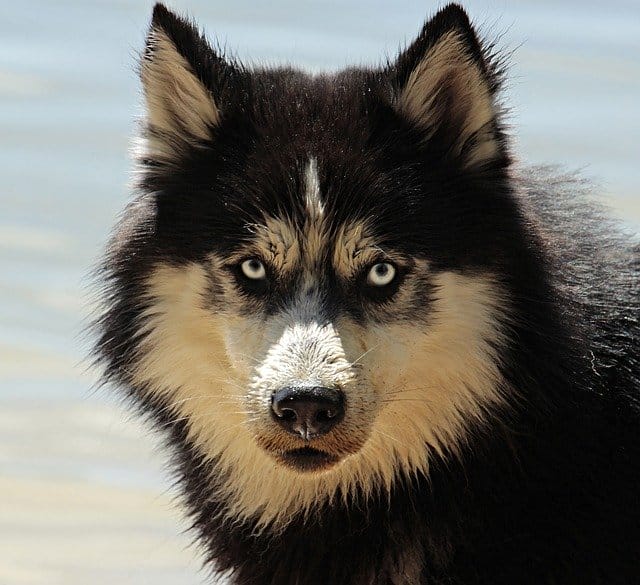 husky-protector