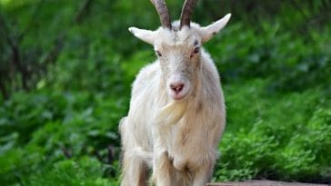 Irish goat names for naming a goat