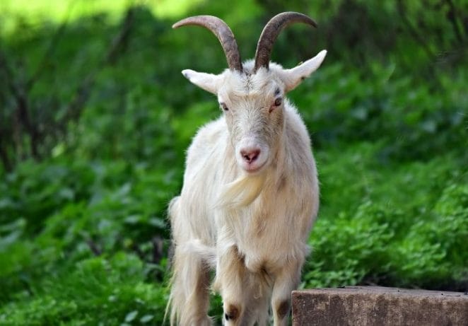 Irish goat names for naming a goat