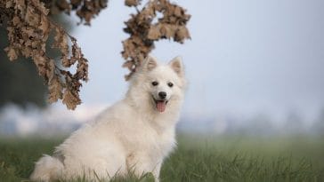 japanese-food-dog-names