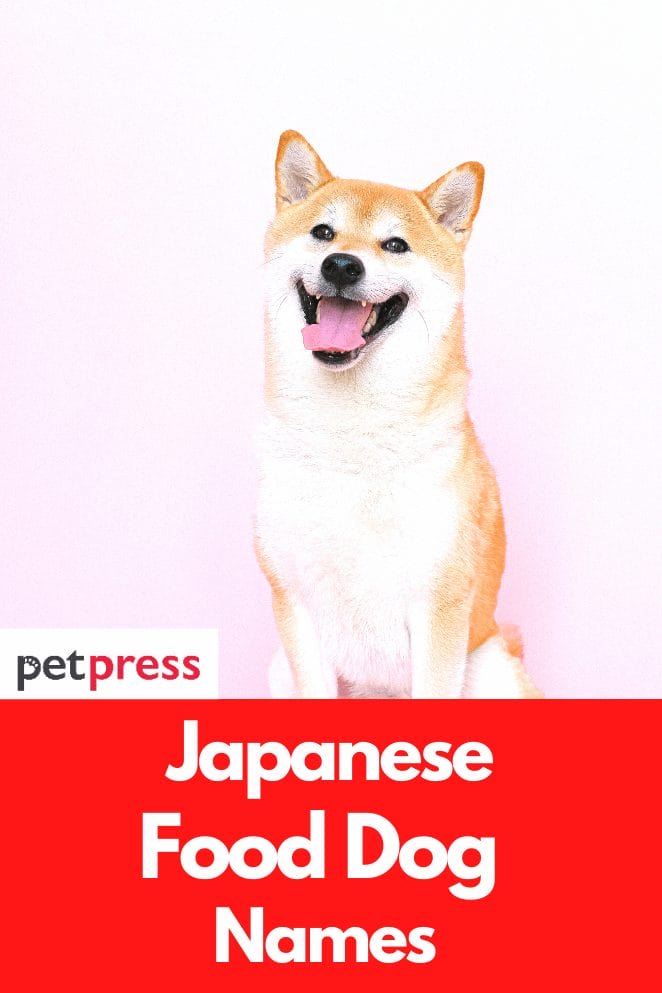 130-japanese-food-dog-names-cute-and-funny-dog-name-ideas