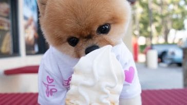 jiffpom