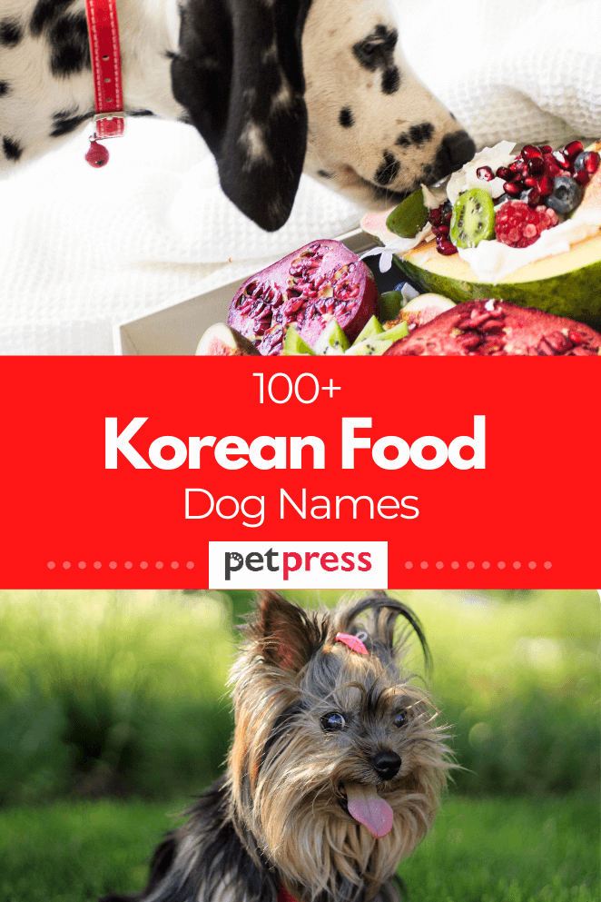 100-korean-food-dog-names-that-are-cute-yummy-and-spicy