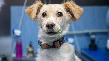 male-candy-dog-names