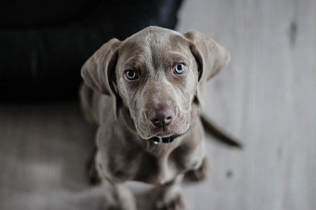 mexican-food-dog-names