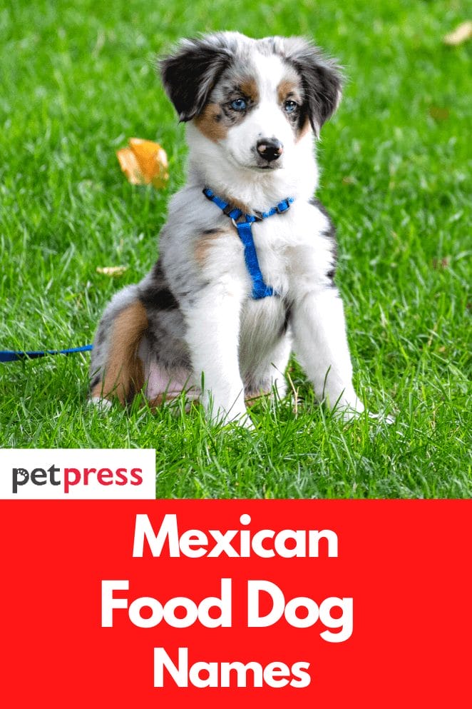 130+ Best Mexican Food Dog Names For Naming Your Dogs