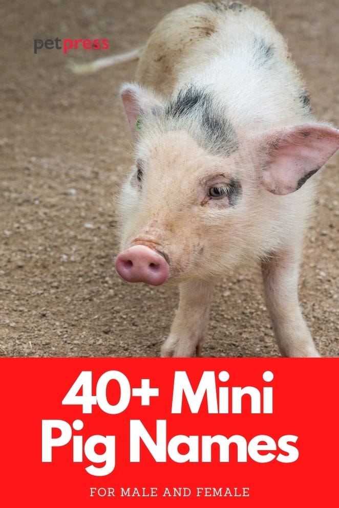 mini pig names for a piglet or teacup pig