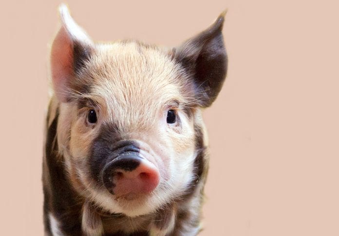 Pot Belly Pig Names - 220+ Best Names For A Pot-Bellied Or Mini Pig