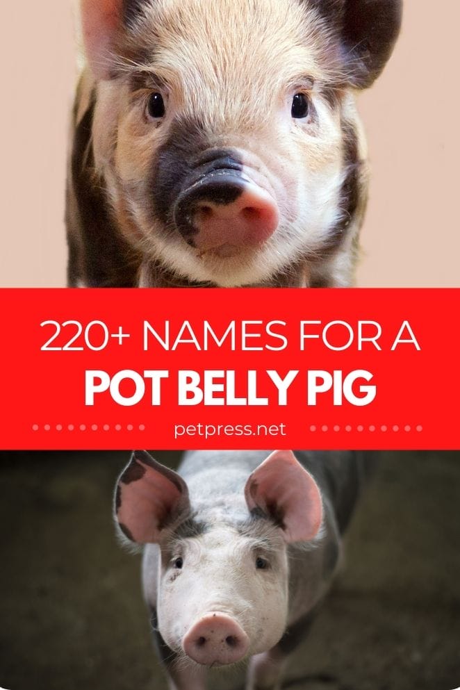 pot belly pig names